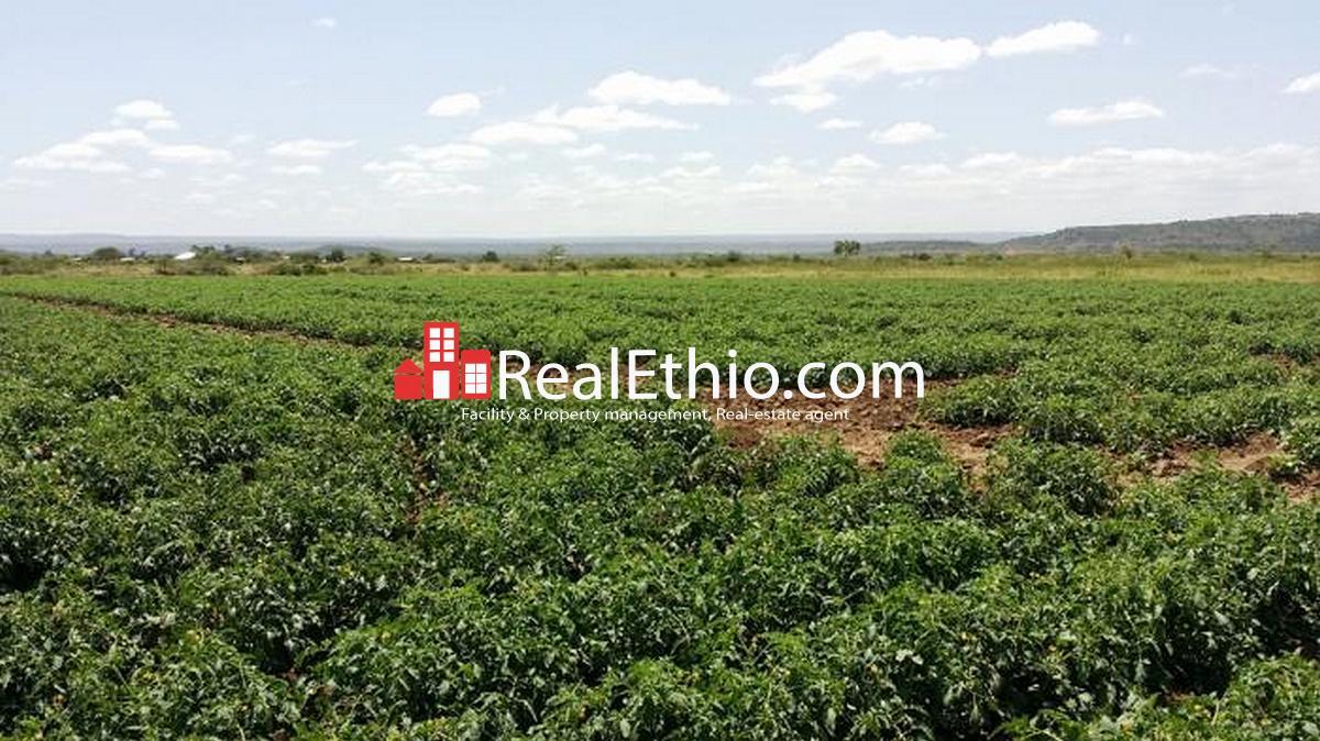 Plot of Land for sale Land for sale, Hawasa or Awasa, 1,000,000 meter square or 100 Hectares